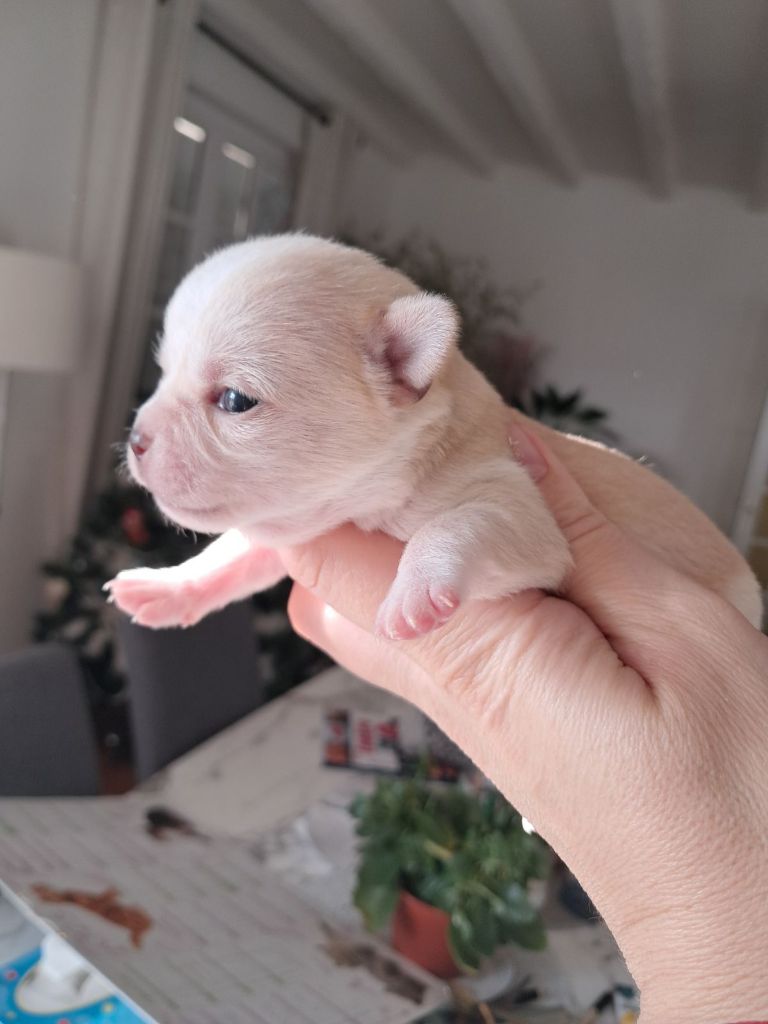 Du Royaume Des Saphirs De Jade - Chiot disponible  - Chihuahua