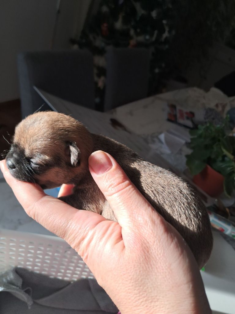 Du Royaume Des Saphirs De Jade - Chiot disponible  - Chihuahua