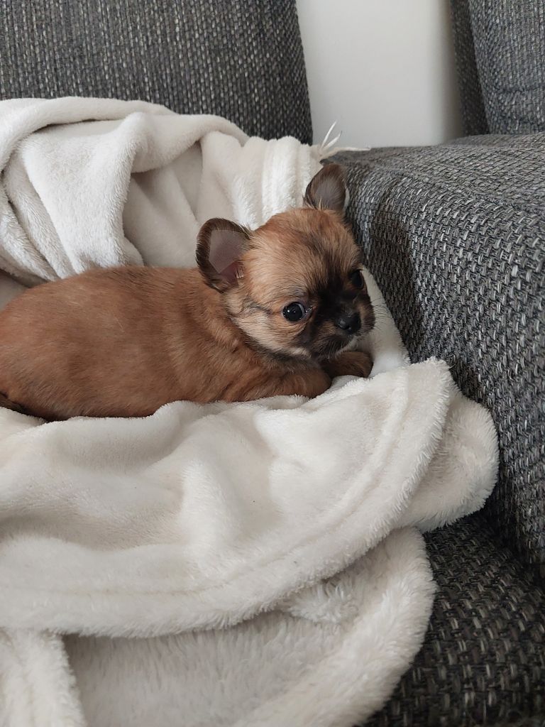 Du Royaume Des Saphirs De Jade - Chiot disponible  - Chihuahua