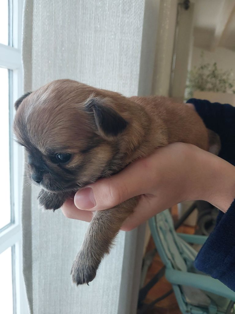 Du Royaume Des Saphirs De Jade - Chiot disponible  - Chihuahua