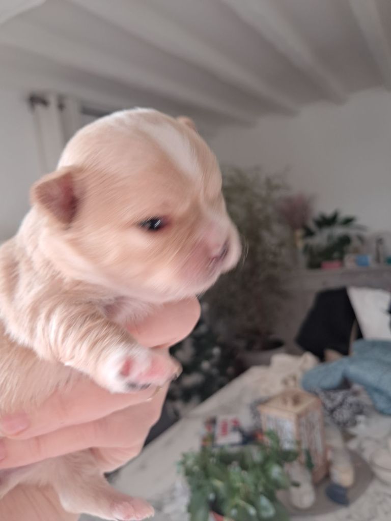 Du Royaume Des Saphirs De Jade - Chiot disponible  - Chihuahua