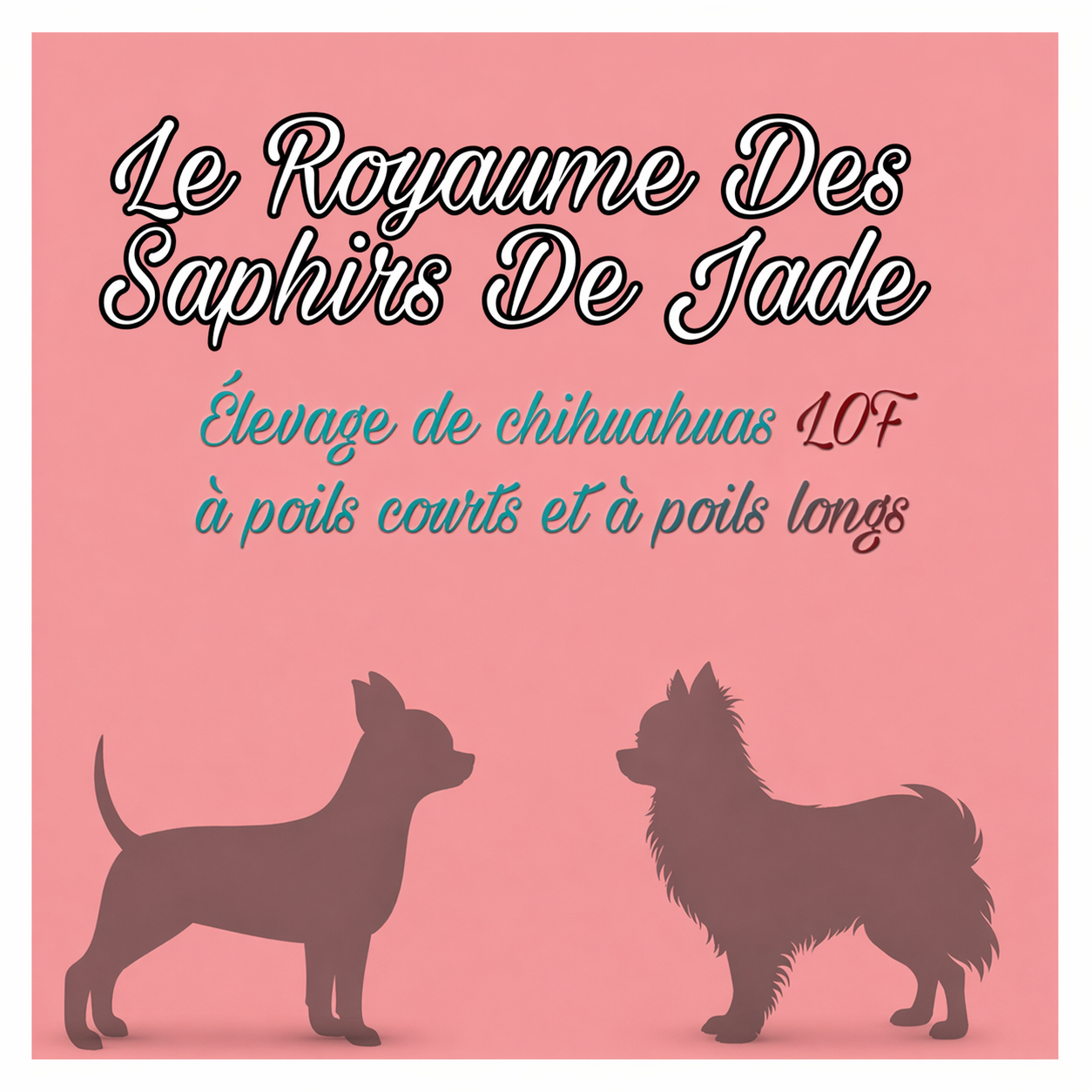 Élevage de chihuahua LOF