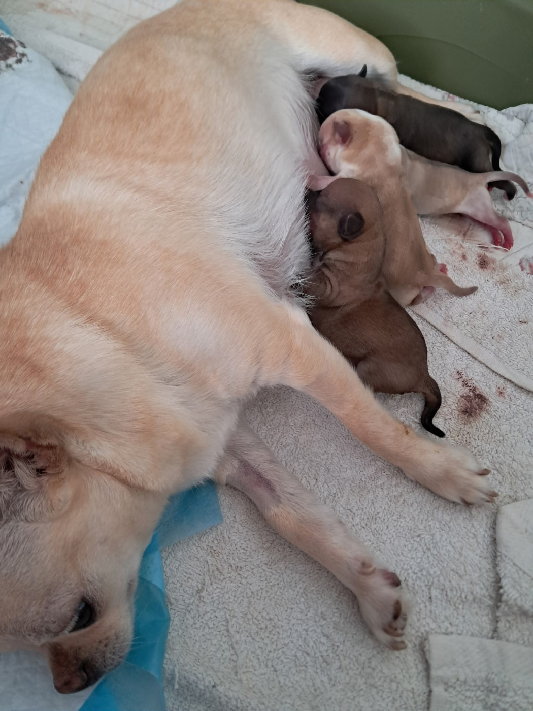 Chiot Chihuahua Du Royaume Des Saphirs De Jade