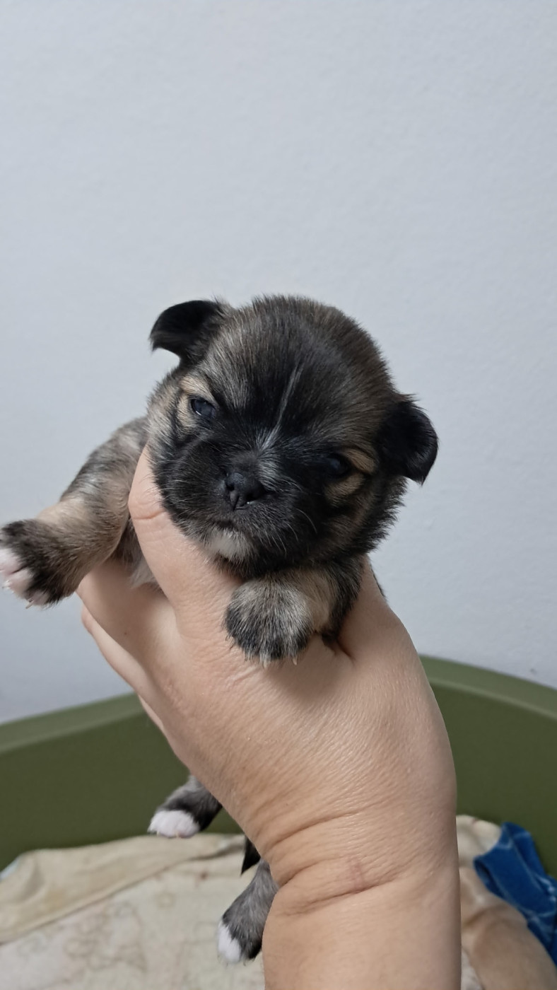 Du Royaume Des Saphirs De Jade - Chiots disponibles - Chihuahua