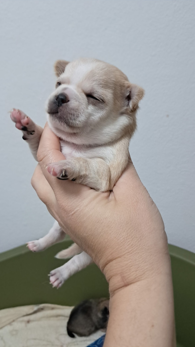 Du Royaume Des Saphirs De Jade - Chiots disponibles - Chihuahua