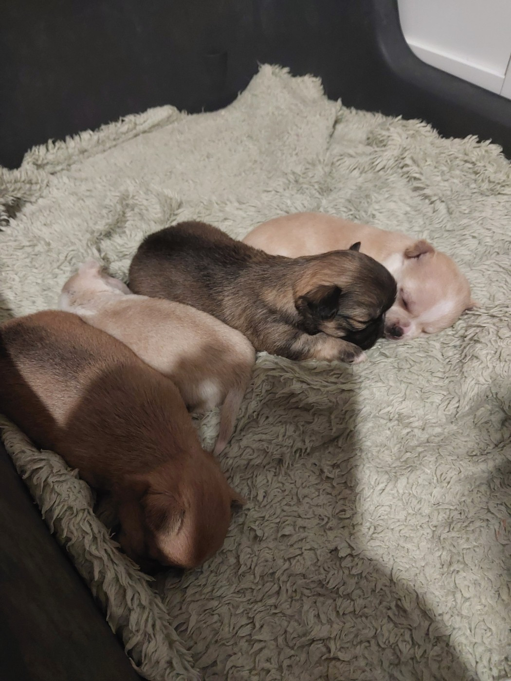 Chiot Chihuahua Du Royaume Des Saphirs De Jade