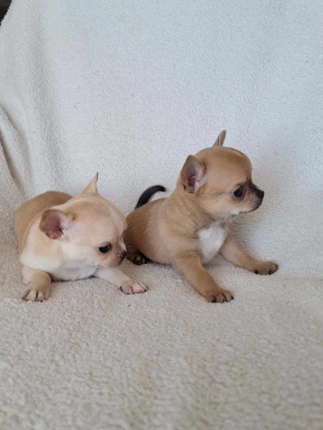 Chiot Chihuahua Du Royaume Des Saphirs De Jade