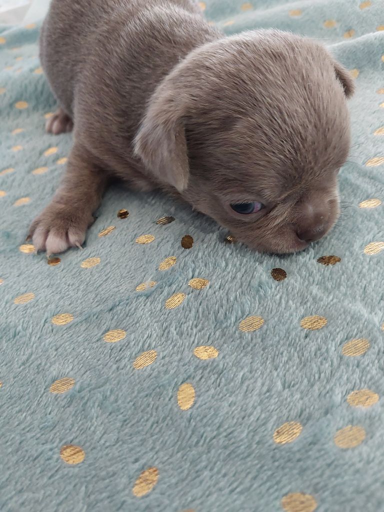 Du Royaume Des Saphirs De Jade - Chiots disponibles - Chihuahua